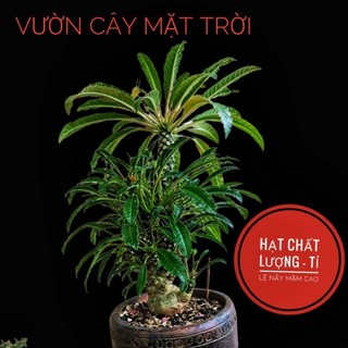Hạt giống cây Mặt Trời lá dài Clone 2