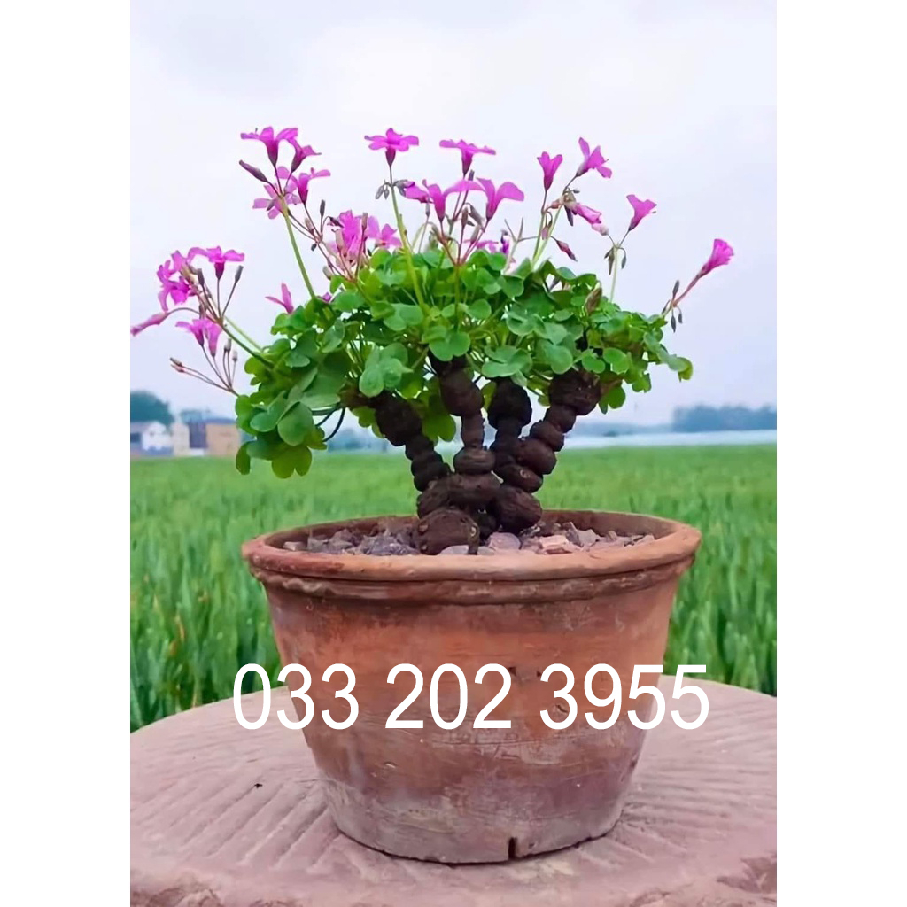 Củ me đất bonsai hoa màu tím, làm bonsai (cỏ 3 lá)