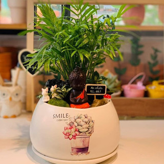 Cau tiểu trâm MIX CHẬU để bàn