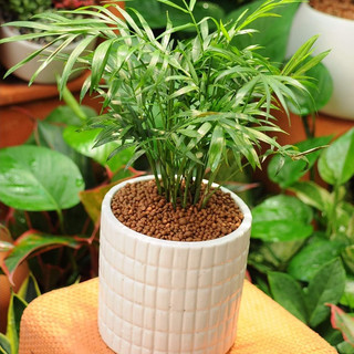 Cau tiểu trâm MIX CHẬU để bàn