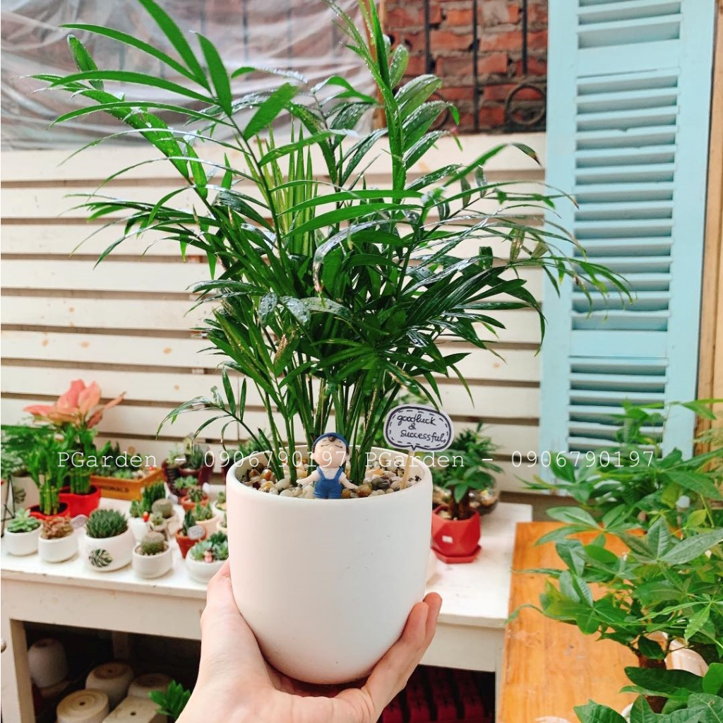 Cau tiểu trâm MIX CHẬU để bàn