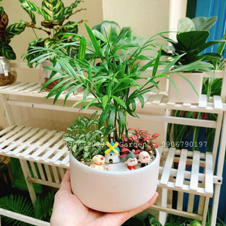 Cau tiểu trâm MIX CHẬU để bàn