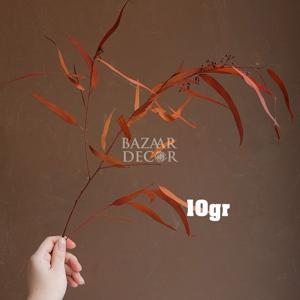 Cành lá bạch đàn sấy khô nguyên cành 60cm màu đỏ , cam , nâu | Hoa khô Eucalyptus