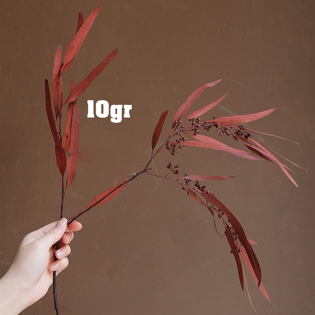 Cành lá bạch đàn sấy khô nguyên cành 60cm màu đỏ , cam , nâu | Hoa khô Eucalyptus