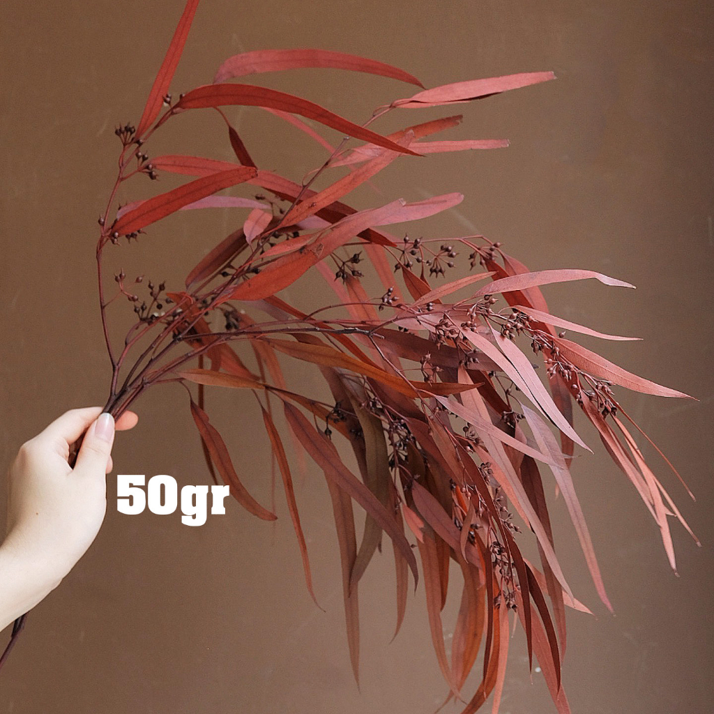 Cành lá bạch đàn sấy khô nguyên cành 60cm màu đỏ , cam , nâu | Hoa khô Eucalyptus