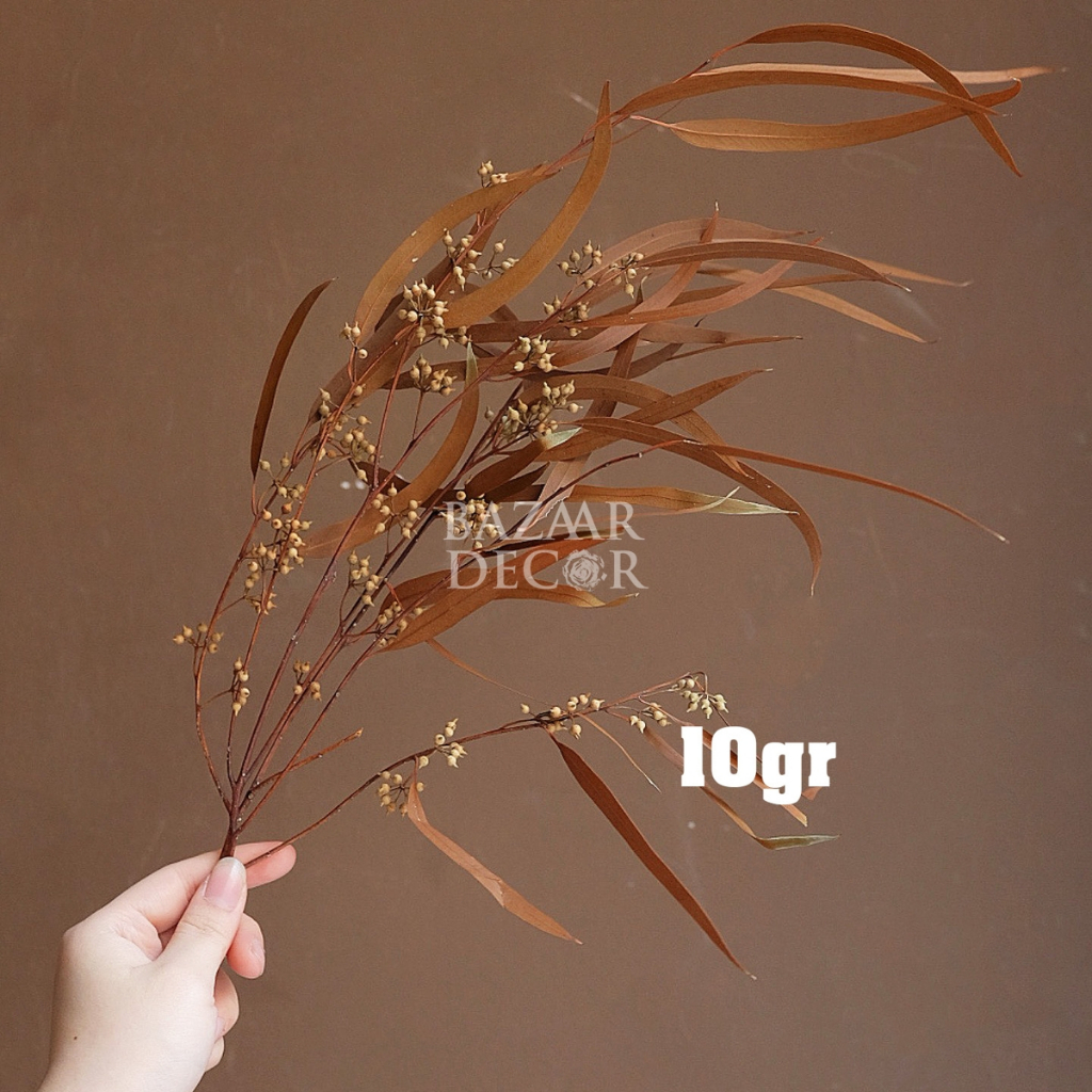 Cành lá bạch đàn sấy khô nguyên cành 60cm màu đỏ , cam , nâu | Hoa khô Eucalyptus