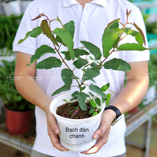 Cây Bạch Đàn Chanh Khuynh Diệp JUN GARDEN Cực Thơm