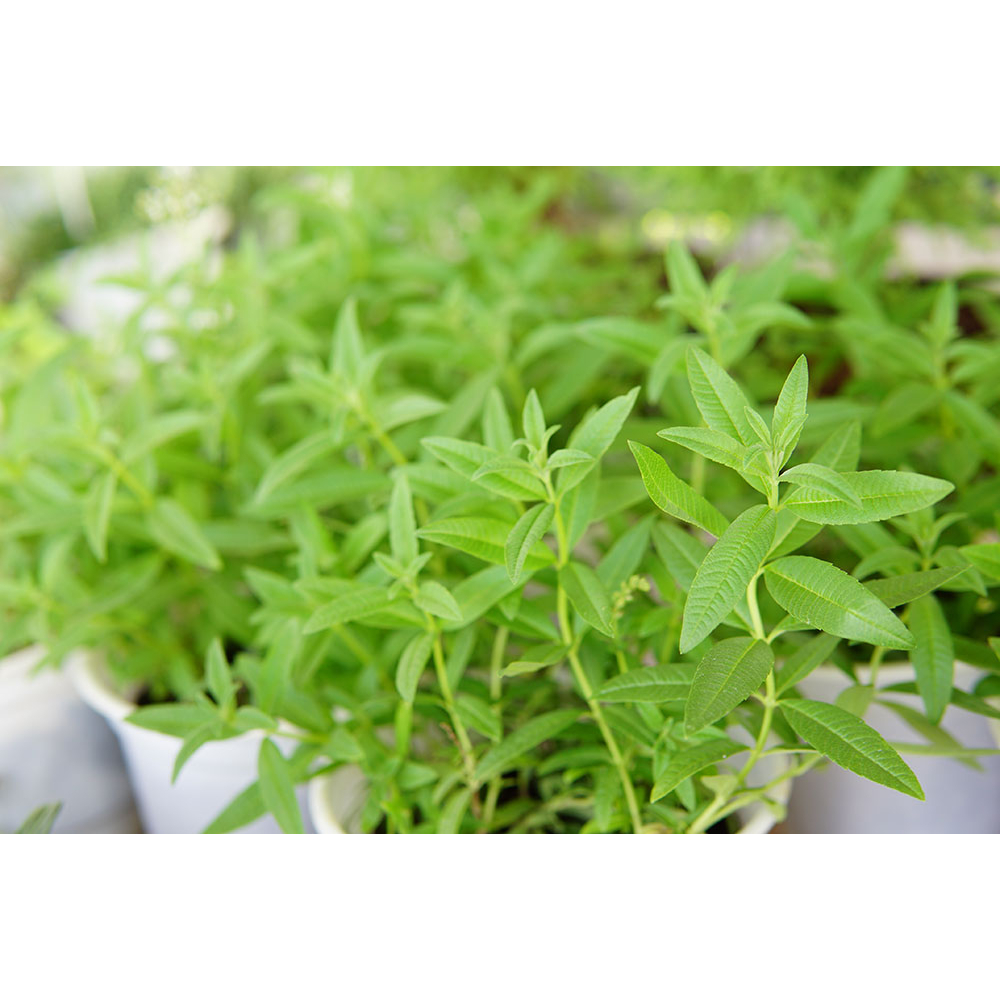 Cây Sả Chanh Pháp JUN GARDEN Verveine Odorante