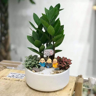 Cây kim tiền TIỂU CẢNH để bàn