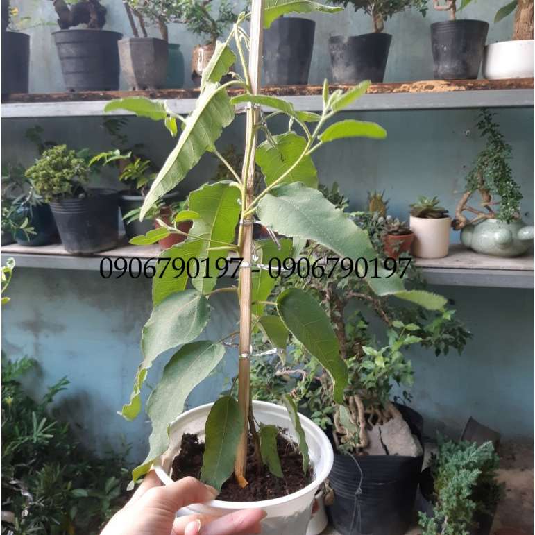 Cây BẠCH ĐÀN CHANH - Eucalyptus cao trên 30cm