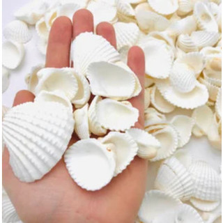 Bột Vỏ Sò Handmade - Trắng Mịn Da