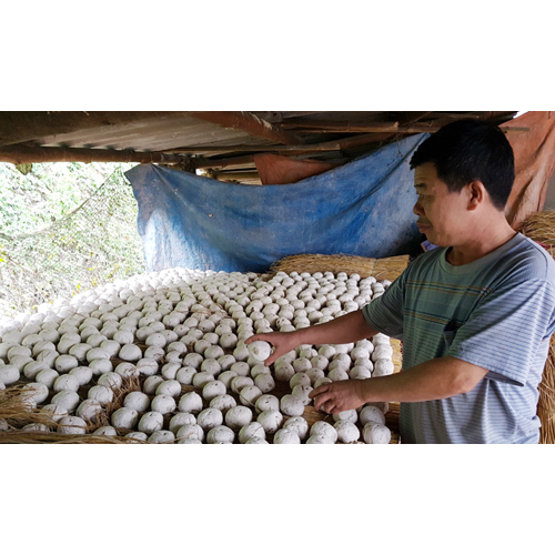 Men Lá Ủ Gạo Nếp, Gạo Tẻ, Ngô Nấu Rượu Quả Men To , Men Nấu Rượu Nhà Làm Đảm Bảo An Toàn