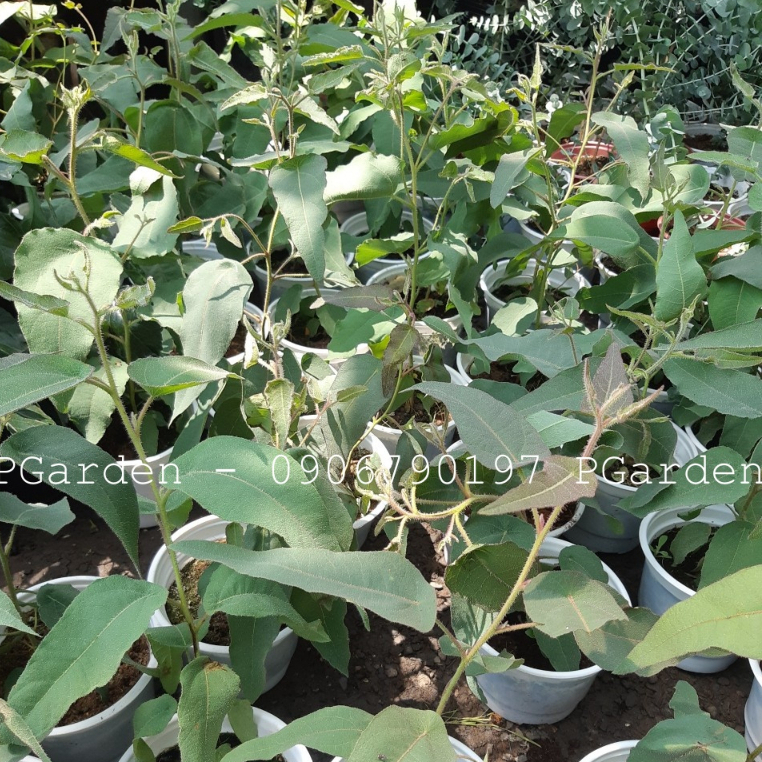 Cây BẠCH ĐÀN CHANH - Eucalyptus cao trên 30cm