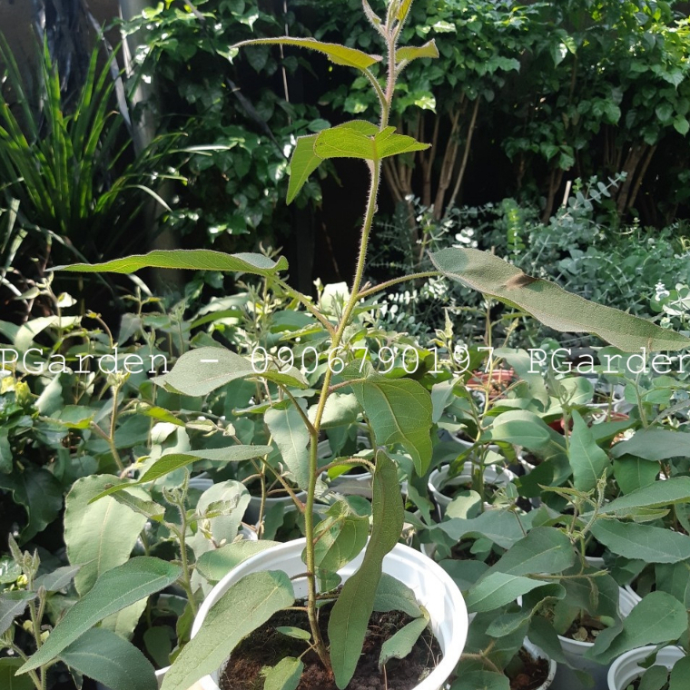 Cây BẠCH ĐÀN CHANH - Eucalyptus cao trên 30cm