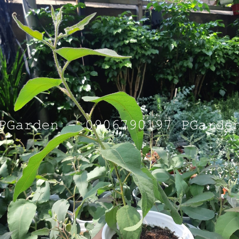 Cây BẠCH ĐÀN CHANH - Eucalyptus cao trên 30cm