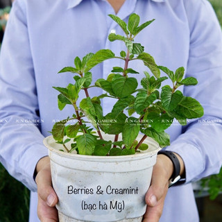 Bạc Hà Mỹ Berries & Cream Mint JUN GARDEN