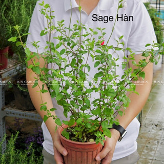 Sage Hàn Salvia Hot Lips JUN GARDEN