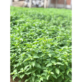 1g HẠT GIỐNG RAU THƠM SẢ (Ế TRẮNG)