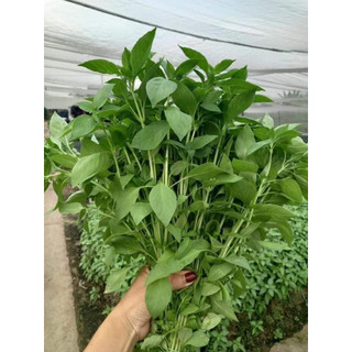 1g HẠT GIỐNG RAU THƠM SẢ (Ế TRẮNG)