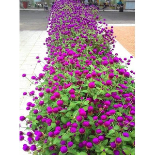 HẠT GIỐNG HOA BÁCH NHẬT TÍM 49k/1.000 hạt - Vườn hoa nhà Mị