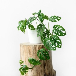 Cây Monstera adansonii - Trầu bà lổ