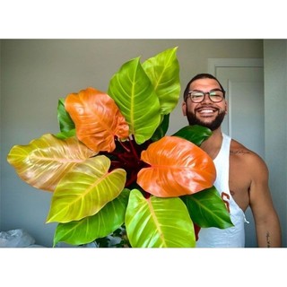 Trầu bà đế vương cam Philodendron Imperial Red