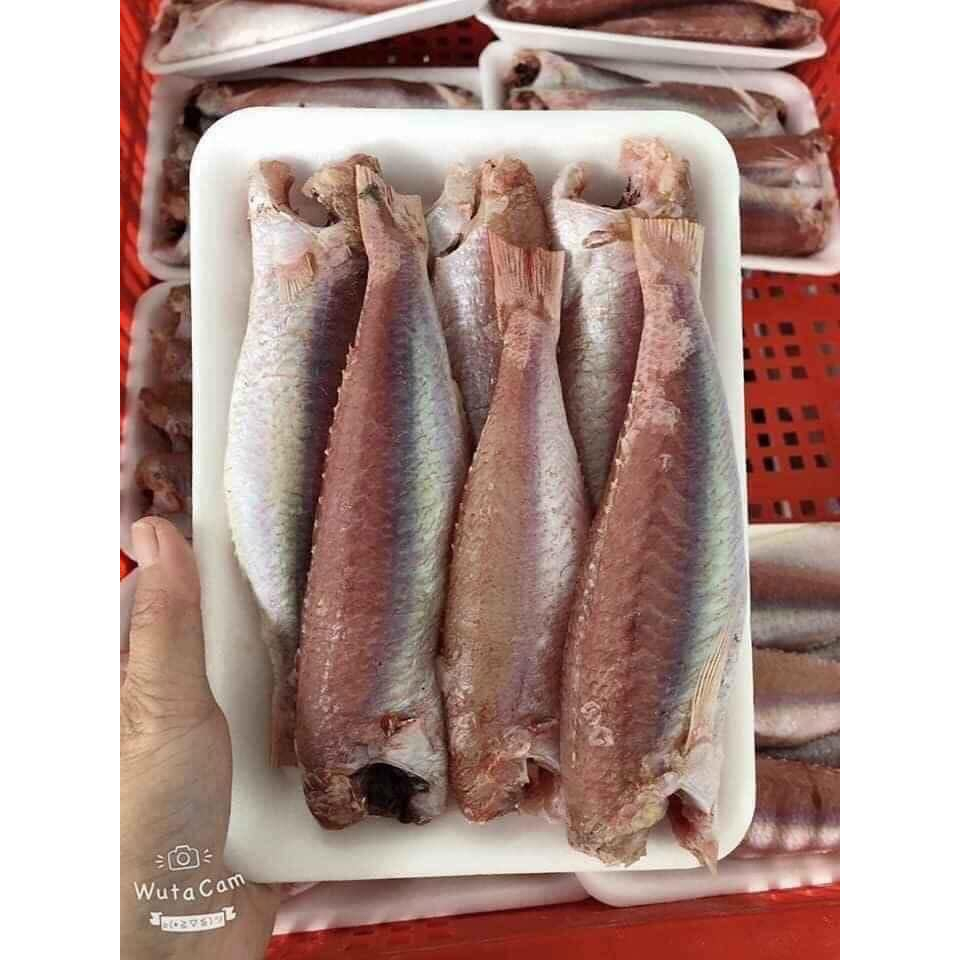 CÁ HỒNG PHÈN QUẢNG NINH