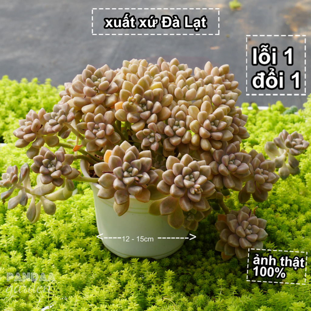 Sen Đá Kim Tuyến Size Đại 12 - 15cm Kèm Chậu, PANDAA GARDEN Xứ Đà Lạt Thuần Chủng Thích Nghi Mọi Khí Hậu, Lỗi 1 Đổi 1