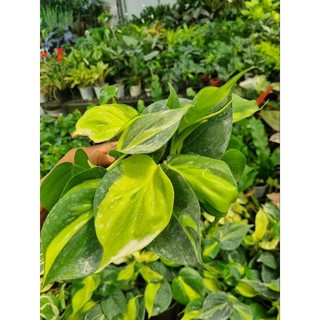 Cây trầu bà vàng - Philodendron hederaceum