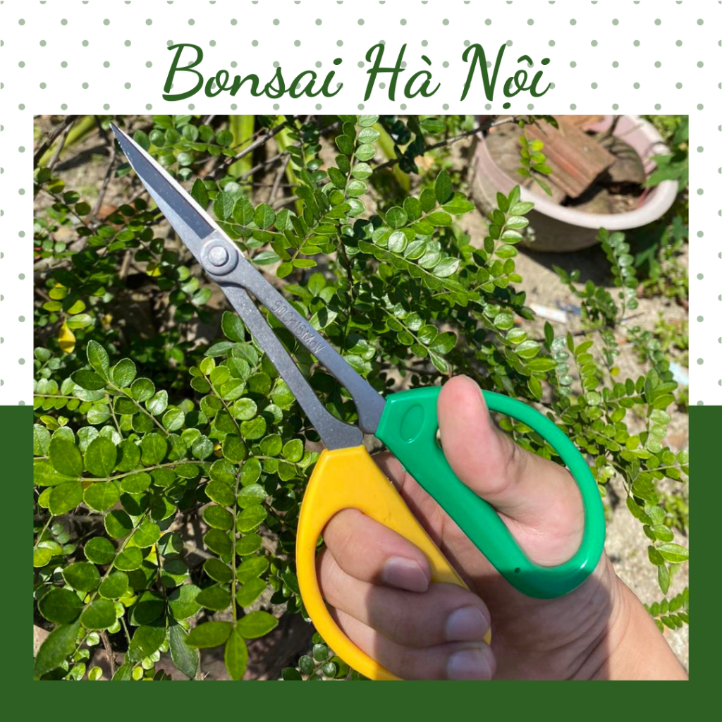 Kéo tỉa Wang No.2110 (cắt được dây nhôm)