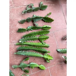 Cây xương rồng 3 cạnh