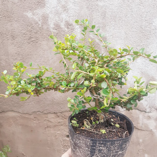 Cây sam trái bonsai dáng đẹp