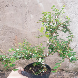 Cây sam trái bonsai dáng đẹp