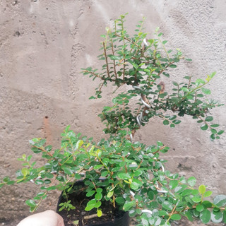 Cây sam trái bonsai dáng đẹp