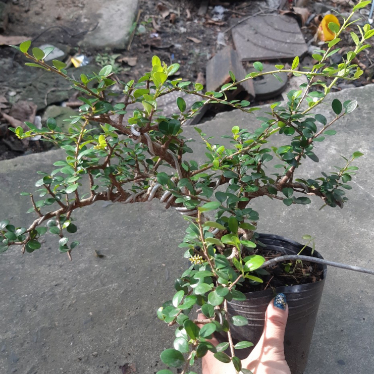 Cây sam trái bonsai dáng đẹp