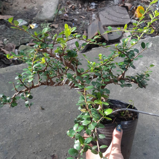 Cây sam trái bonsai
