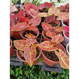 Cây môn cam - Caladium