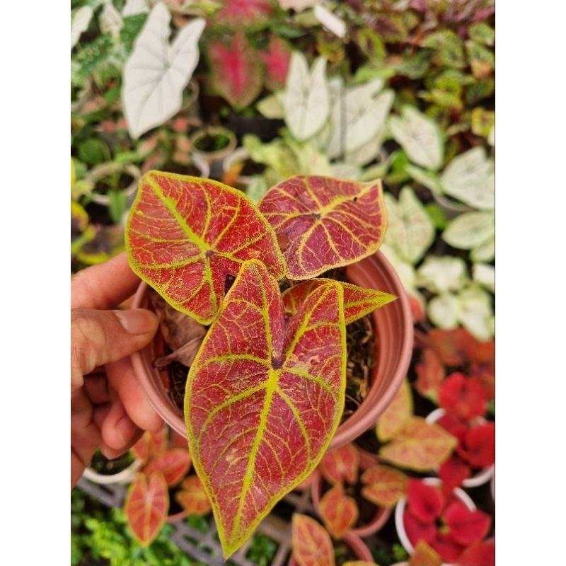 Cây môn cam - Caladium
