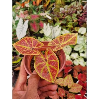 Cây môn cam - Caladium