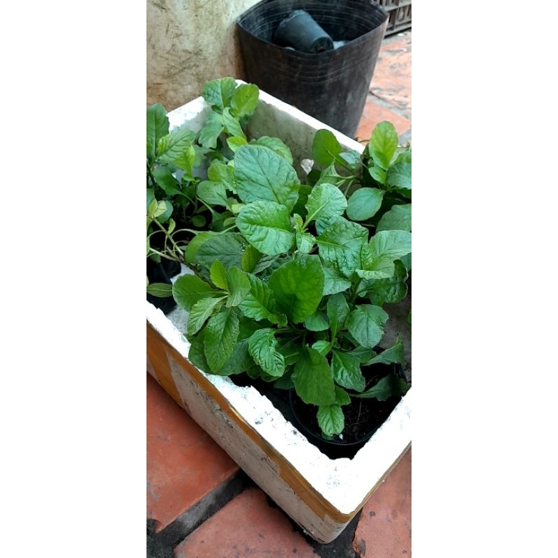 300 Hạt Giống rau cải trời