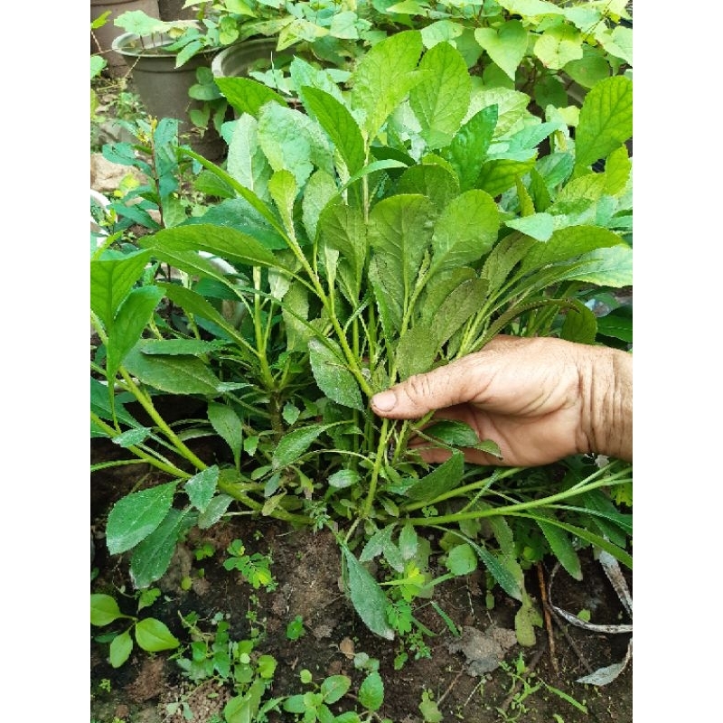 300 Hạt Giống rau cải trời