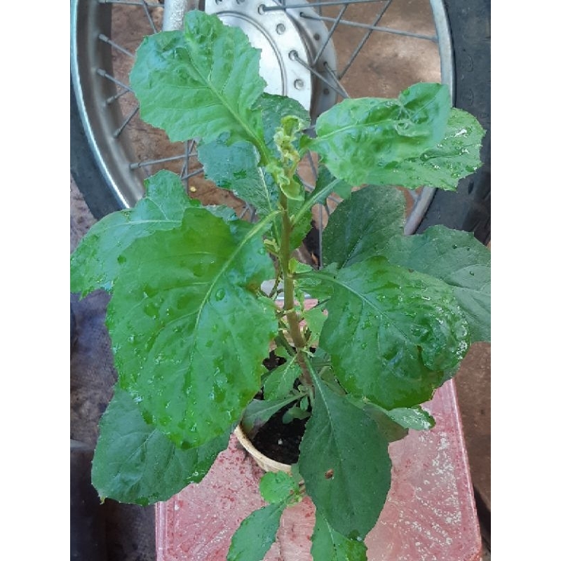 300 Hạt Giống rau cải trời