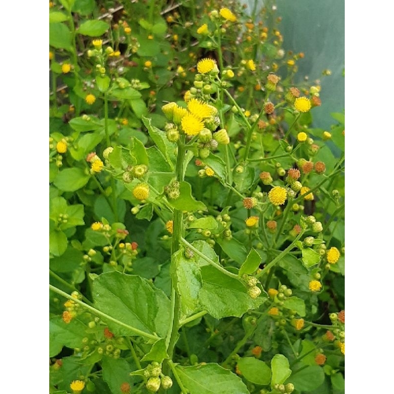 300 Hạt Giống rau cải trời