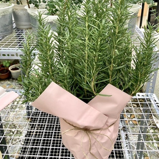 Cây Hương Thảo Rosemary gói giấy JUN GARDEN
