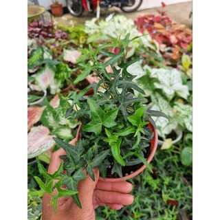 Chậu cây thường xuân giống mới