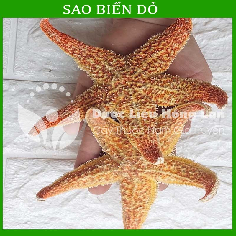 ✅ Sao Biển đỏ khô sạch loại 1 size lớn
