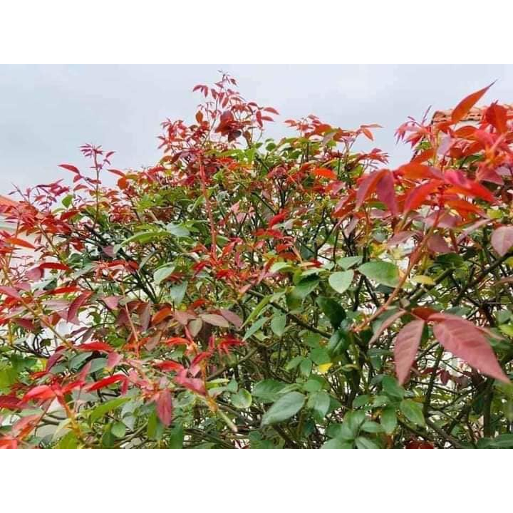 5KG PHÂN TRÙN QUẾ DẠNG VIÊN TAN CHẬM DINH DƯỠNG DÀNH CHO TẤT CẢ CÁC LOẠI CÂY ĂN QUẢ CÂY CẢNH CÂY HOA