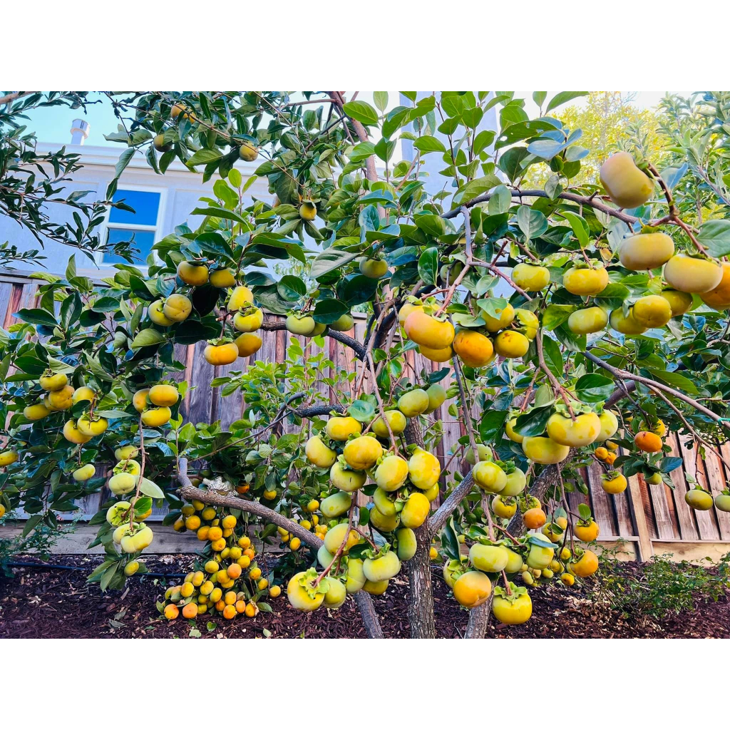 5KG PHÂN TRÙN QUẾ DẠNG VIÊN TAN CHẬM DINH DƯỠNG DÀNH CHO TẤT CẢ CÁC LOẠI CÂY ĂN QUẢ CÂY CẢNH CÂY HOA