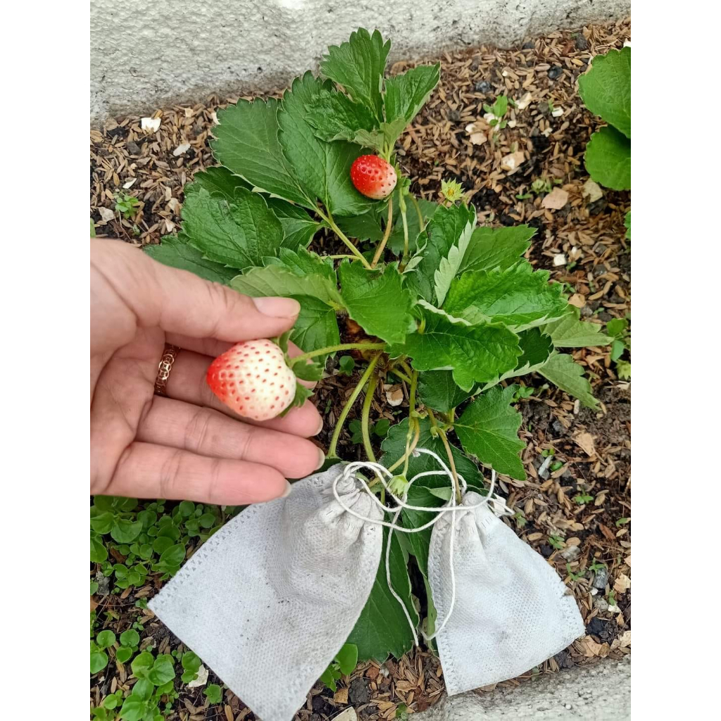 5KG PHÂN TRÙN QUẾ DẠNG VIÊN TAN CHẬM DINH DƯỠNG DÀNH CHO TẤT CẢ CÁC LOẠI CÂY ĂN QUẢ CÂY CẢNH CÂY HOA