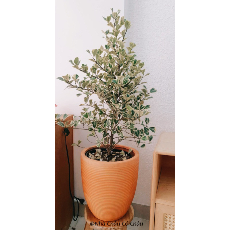 Nhà Châu Có chậu Decor - Chậu đất nung cắt chỉ, tròn cao